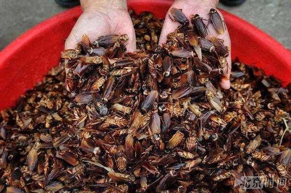 20岁大学生养蟑螂月入20万新台币 爆每天做恶梦