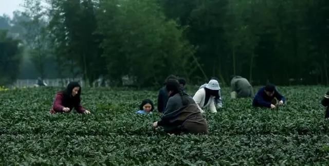 乡村振兴一人一言丨陈奇:乡村振兴从尊重农耕