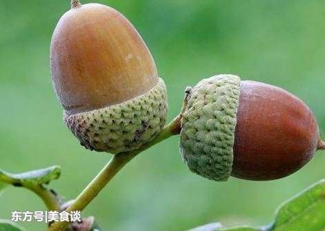橡子富含淀粉,其含量仅次于五谷而远高于豆类,煮熟以后就能直接吃了