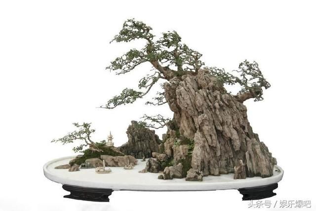 盆景知识教学:土壤对果树盆景有哪些影响?