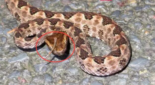 “独角蛇”也给网友带来了更多遐想，“自带天线”；有网友把这只独角看作是“龙角”，并称“再长一只就是条龙了”。
其中，在关注的网友中也不乏专业人士，沈阳师范大学两栖爬行动物研究所在读硕士研究生齐硕看到以后，留下“疑可能是鳞片的增生”的评论，另一位两栖爬行类爱好者“黑鳞鸡冠蛇”猜测是“表皮瘤之类”的东西。

专家：系角质增生，不常见

本着严谨求实的科学态度，7日下午，红星新闻记者联系上了齐硕。他向记者表示，此前的评论只是在微博上说说，“具体得拿到实物观察，靠照片不能解决什么问题”。他表示，自己此前未见过蛇身体上长过此类增生。

“我关注到了这条蛇的图”，红星新闻记者将蛇的图片发给中科院成都生物所丁利博士，他就这样说道。作为研究蛇类的专家，他告诉记者，这应当是“角质增生”，“正常的鳞片是一片片的，这个失去控制后不停生长”。丁利表示，尽管此类现象不常见，但是自己此前确实也见过类似现象，“是蛇的身体部位的鳞片增生突出来。”

他表示，先天的基因突变或者后天发育异常都有可能导致这种增生，“目前还没有因感染病原体而导致这种异常的确切报道。”

此外，丁利表示，这种现象“很难说和外界环境是否有关。”他认为，个别个体出现这种情况，很难用环境来解释，“需要大量的统计学资料和环境监测数据。”