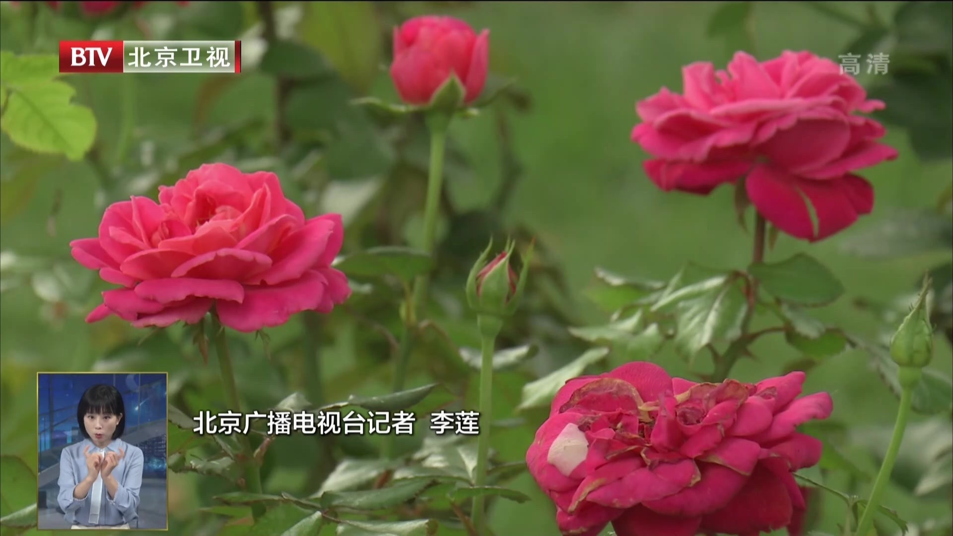 2021北京秋季新优品种花卉集中亮相