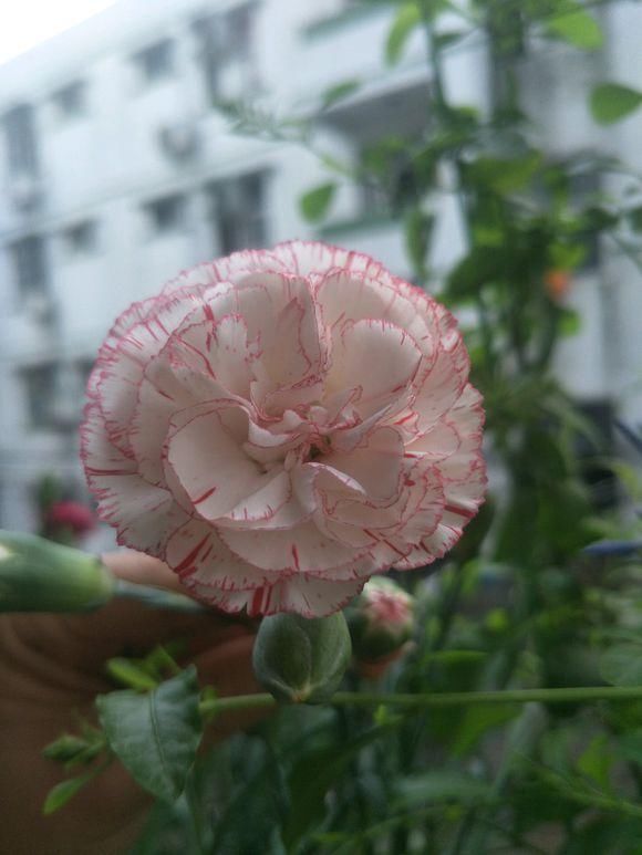 插枝条生根后,可以放入阳光直射处,康乃馨是喜光照的植物.