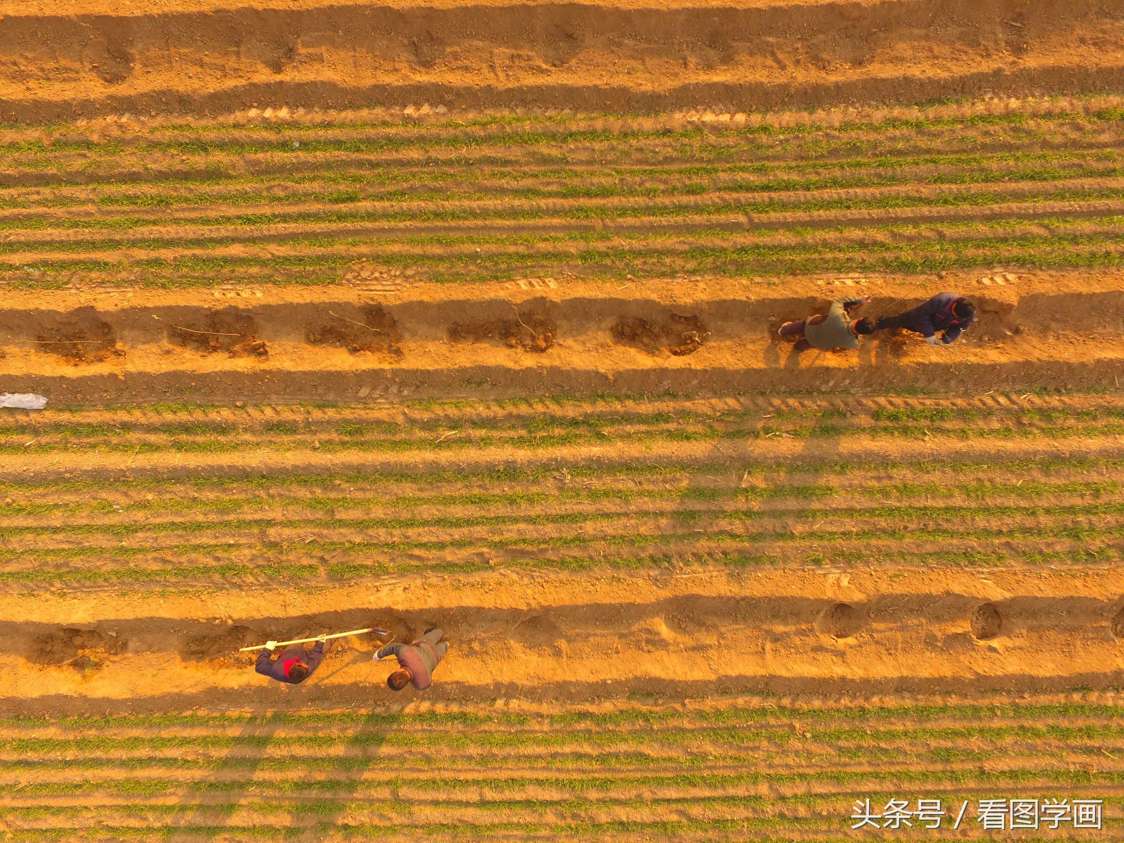 蔬菜大棚村又开始种植苹果五年后亩产量过万斤
