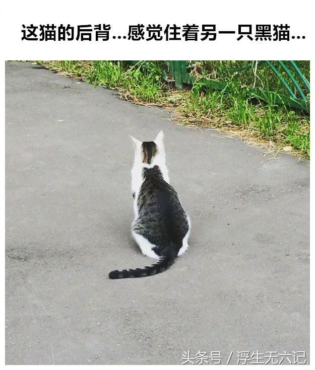 一波生来就与众不同，感觉肩负了特殊使命的猫们!