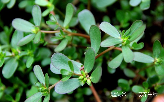 这几种降血压野菜,功效作用太强了!全部吃过