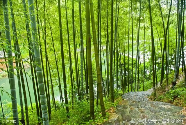 农村竹林里的麻笋:蹭蹭的往上长,农家人辛苦