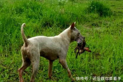 被称为猎犬之王的它,比国宝大熊猫还稀有,却濒临灭绝