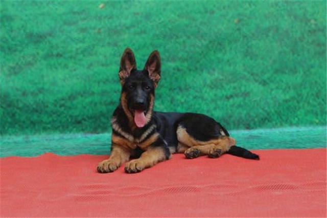 马犬和德牧哪个好?各有什么优缺点?