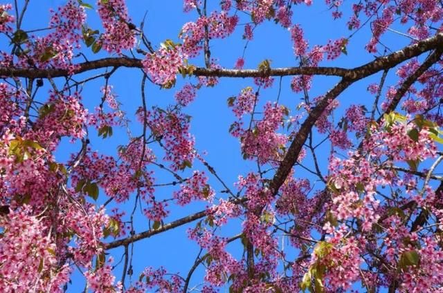 腾冲至樱花谷景区公路路面铺设全线完成