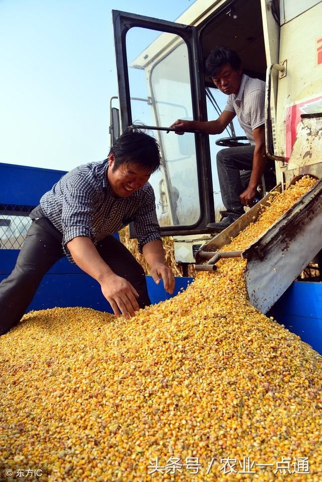 农民朋友:今年粮食补贴一亩地多少钱?啥时候发