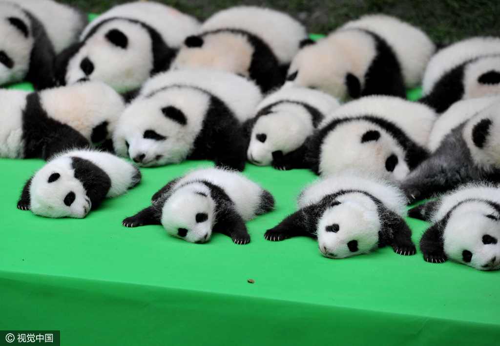 ，据悉，2016年到目前为止，全球共出生27只大熊猫出生，除了有4只在国外出生外，剩余23只均参加了这次集体“活动”。