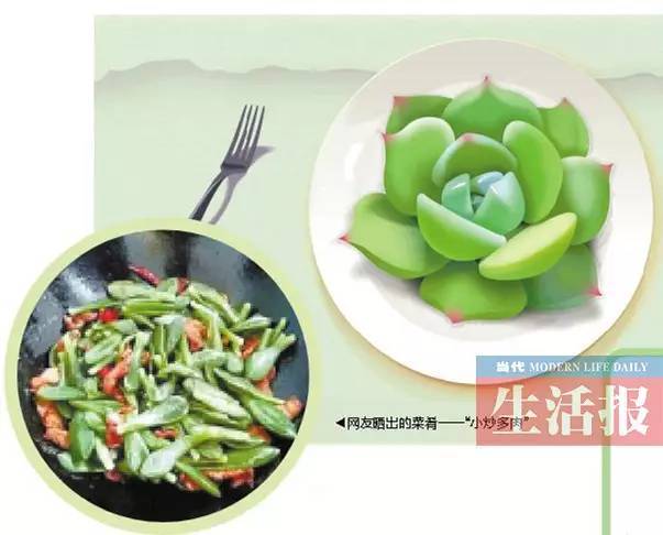 有吃货把多肉植物当