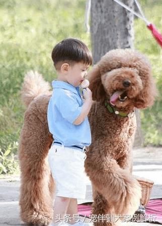 霍思燕家的狗凭什么值600万