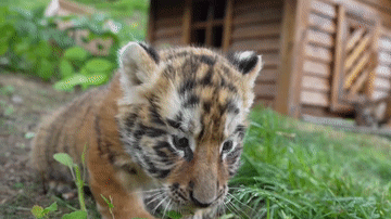 爱老虎哟！今天，虎年“虎日”！这组奶凶奶凶的表情包请查收→