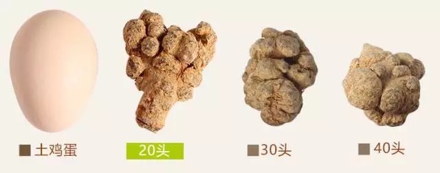 旗黄三七说:三七头数越少越好?!