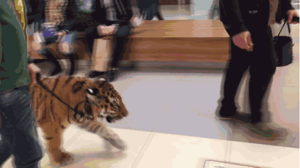 俄商场惊现遛老虎 “大猫”悠闲踱步好自在 俄商场惊现遛老虎 “大猫”悠闲踱步好自在