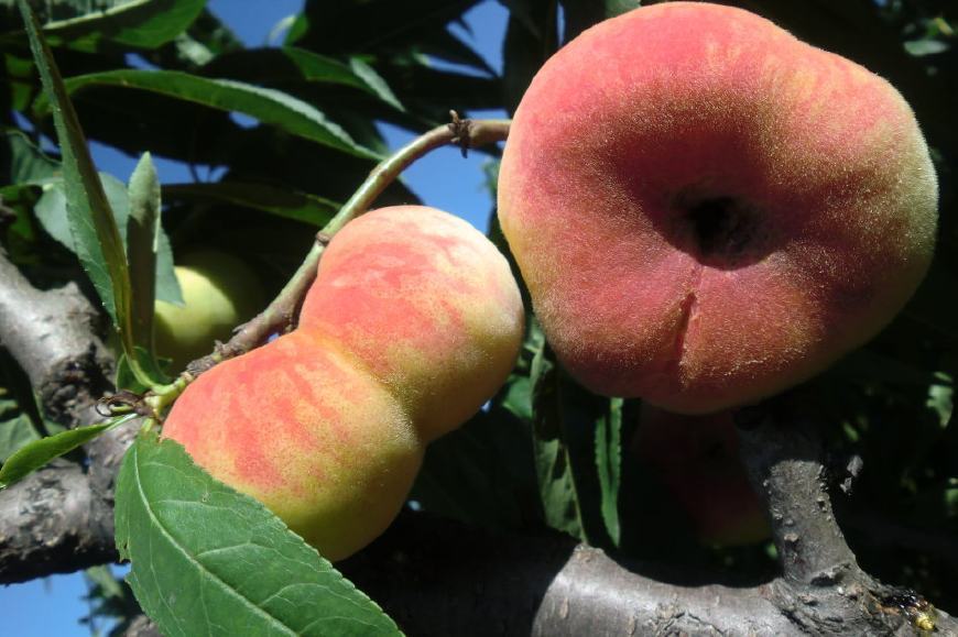 在我国民间传说中,王母娘娘的蟠桃园中,有3600棵蟠桃树,分为三个等级