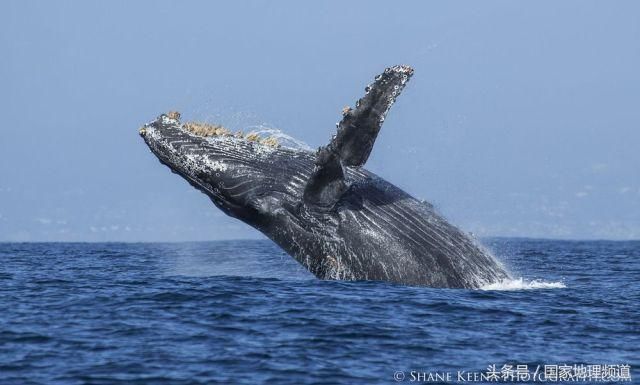 虎鲸群PK抹香鲸,究竟谁才是海中王者?|《寰宇
