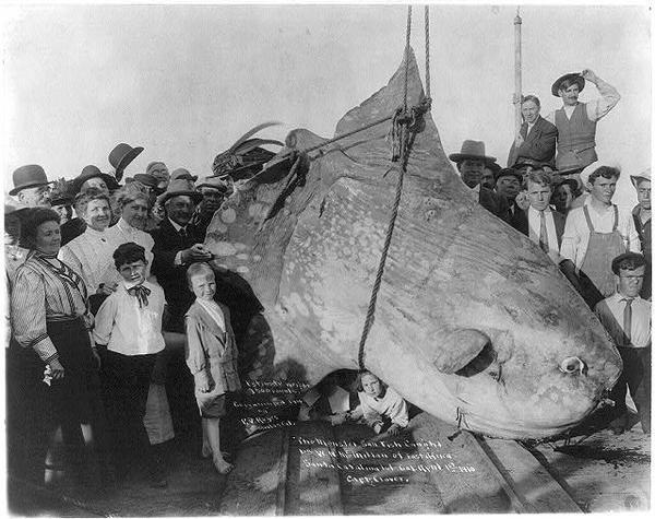 巴尔卡罗夫很兴奋，他觉得自己肯定破了世界纪录。但很遗憾，渔业部门告诉他没有：早在1908年就有人捕到过重达2.2吨的超级月亮鱼——这种鱼本就是世界上体型最大的鱼之一。