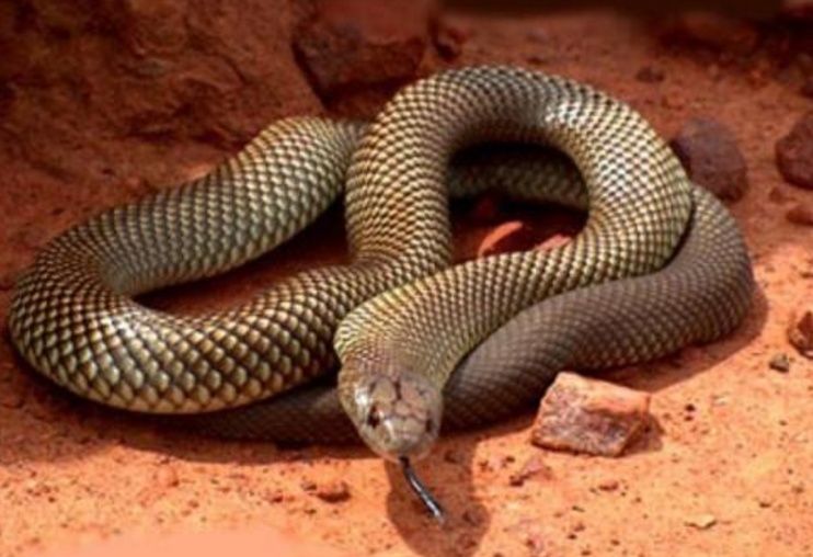 史上最毒的10种动物,平头哥表示你们全部上,我只需躺一小会儿