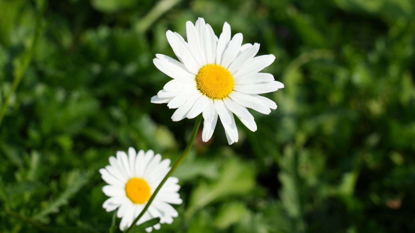 快看!京张铁路遗址公园的紫菀花海 快看!京张铁路遗址公园的紫菀花海