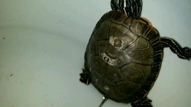 还在为乌龟背甲真菌发白发愁吗?试试这个方法吧，立竿见影
