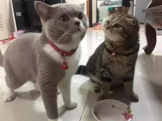 怎么给猫打招呼 t0122e293a77c738fa1.jpg?size=640x480
