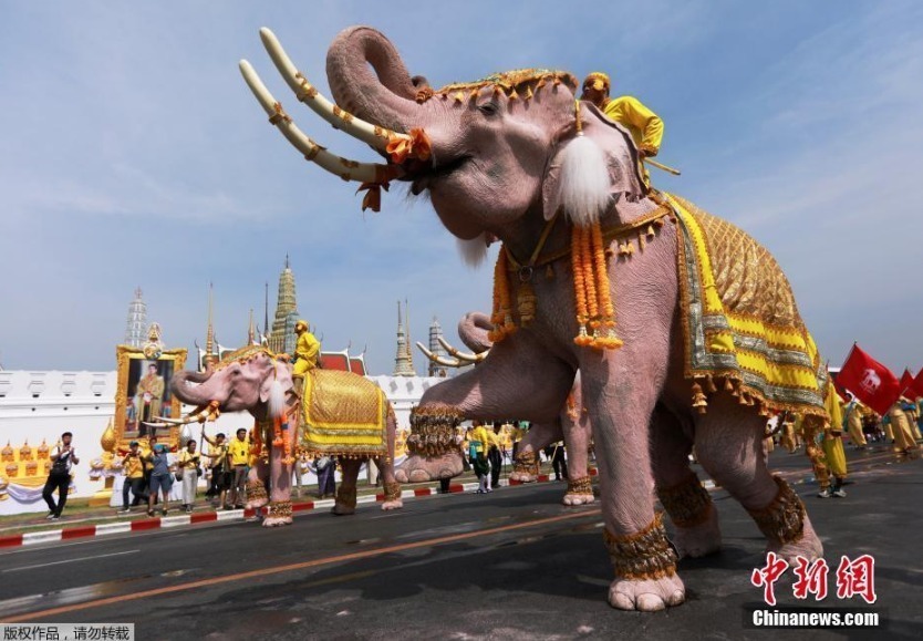 当地时间5月7日，泰国曼谷大皇宫附近，象夫骑着大象民众一起游行，向泰国国王玛哈·哇集拉隆功致敬。