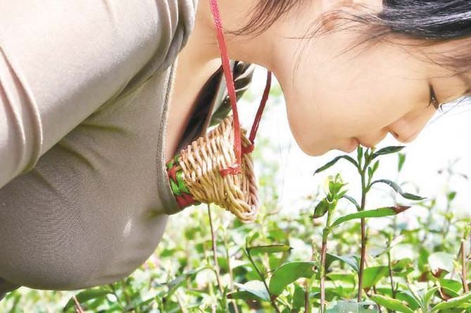 景区茶园招女 胸围必须C罩以上 称是为了艺术