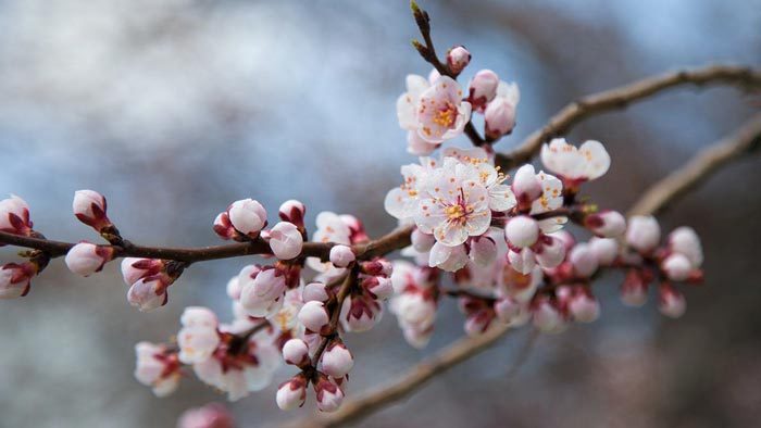 我是杏花 胭脂点点风情万种 我是杏花 胭脂点点风情万种