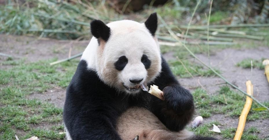 旅德大熊猫"娇庆"太萌了 抱啃竹子津津有味
