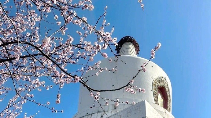 京城桃花开 这些美景值得“定格” 京城桃花开 这些美景值得“定格”
