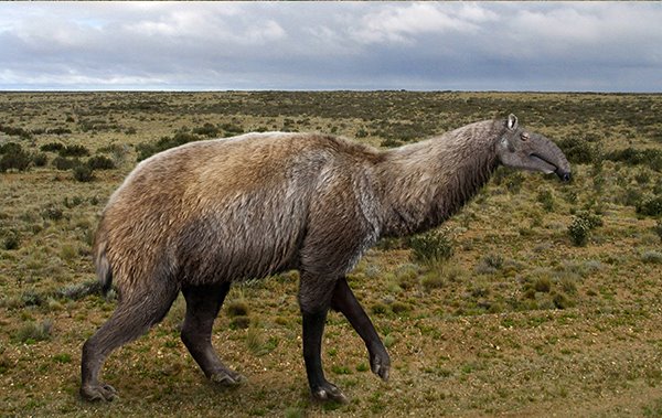 近两个世纪以来,生物学家和分类学家一直对长颈驼这种奇兽的血统争论