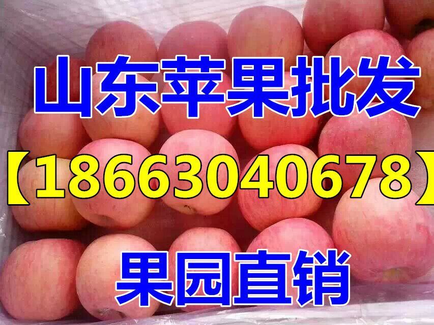 山东苹果今日价格红富士苹果多少钱