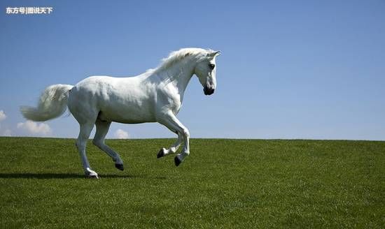 古代的马一口气到底能跑多少里?说出来你都不
