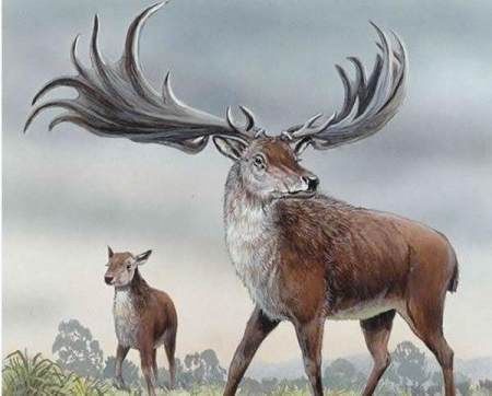 大惊失色:灭绝7700年的爱尔兰大鹿复活了!