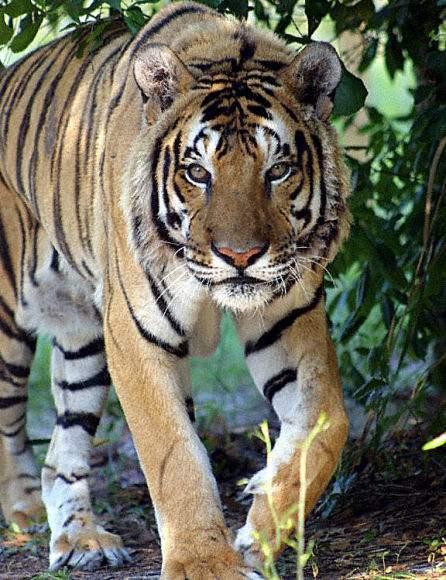 爪哇巨虎图片