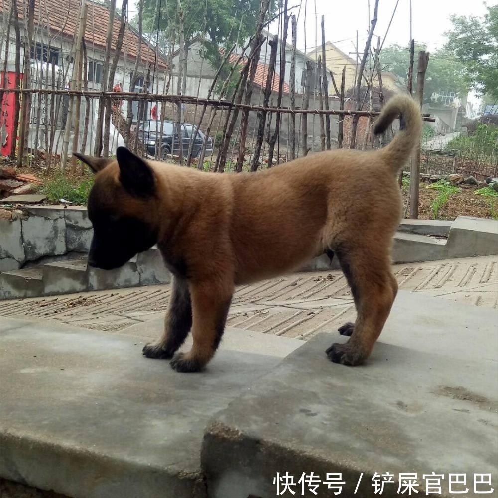农村狗市,小伙30元买下这只小土狗,邻居认出是好犬都说他赚了
