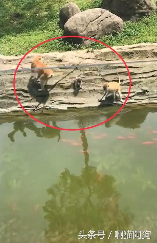 母猴抢到食物抱起小猴就跑:儿子我们走,快!妈抢