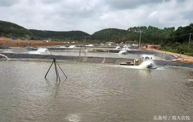 土塘养虾62天33头,最高亩产近5000斤!钦州德