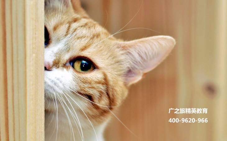 像热锅上的蚂蚁用英语怎么说?为啥是喵喵喵?