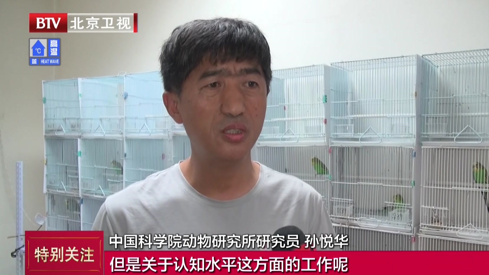 鹦鹉实验：雌鹦鹉更青睐具有认知技巧的雄鹦鹉