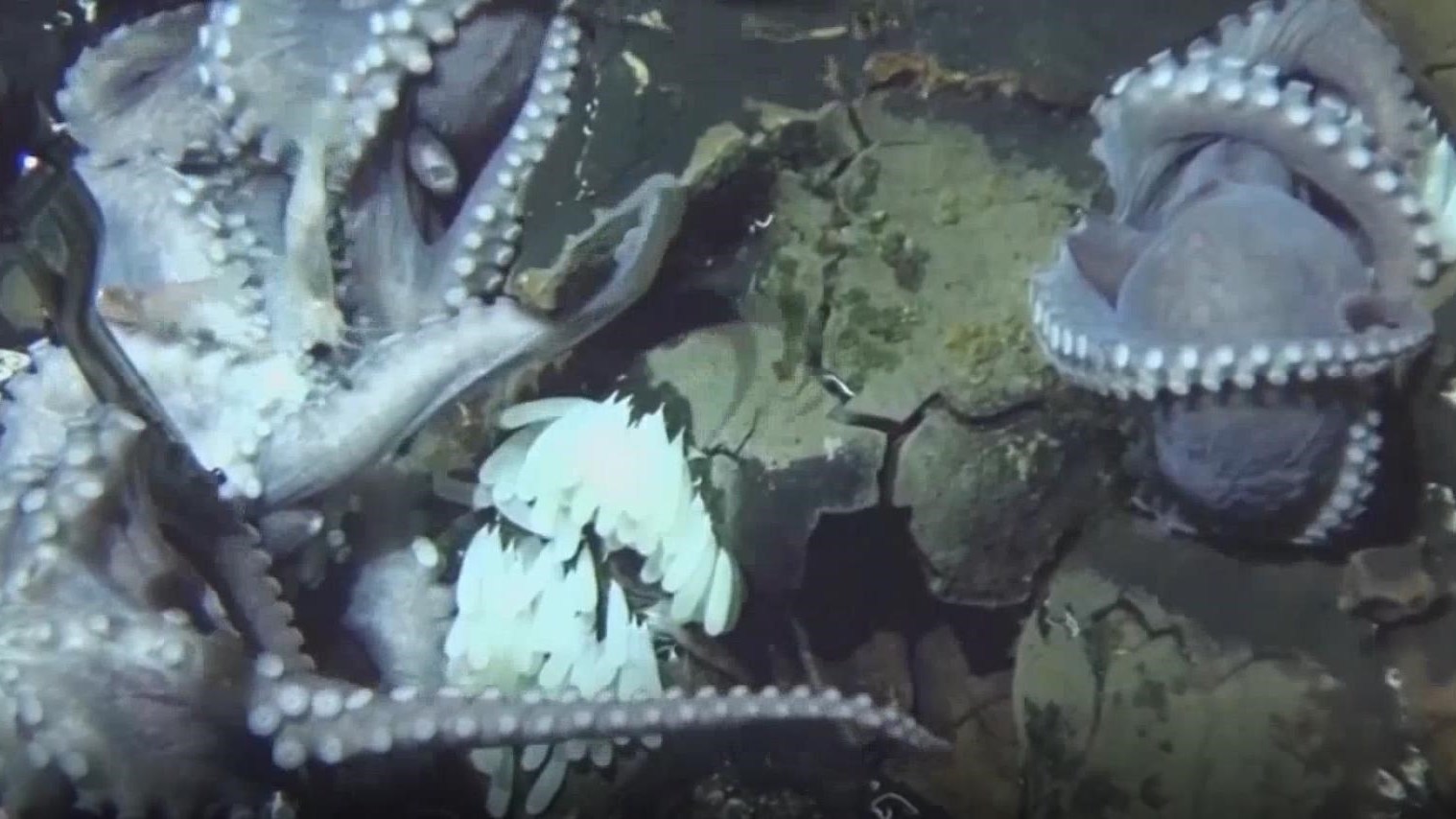 “三心二意”说的原来是它!章鱼居然有三颗心…… “三心二意”说的原来是它!章鱼居然有三颗心……