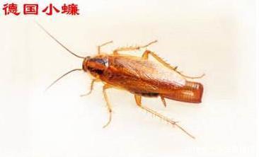 如何彻底消灭德国小蠊