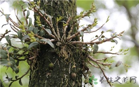 铁皮石斛泡酒配方