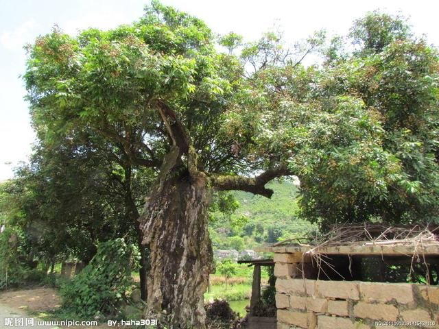 16岁女孩被继父卖给山里的老光棍,几年后回家
