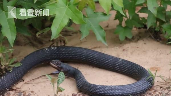 惊呆了！这条黑蛇竟从嘴里吐出了另一条活蛇