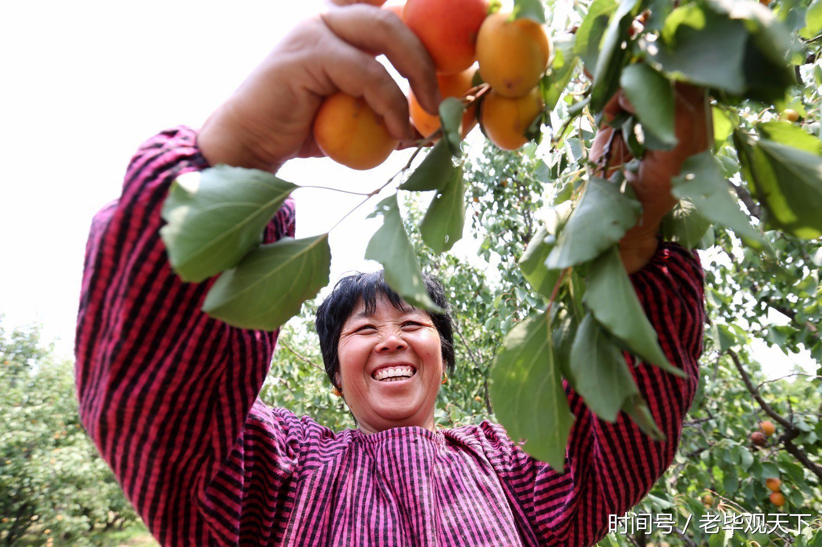 曾入京进上的贡品-- 四间房水尖嘴杏