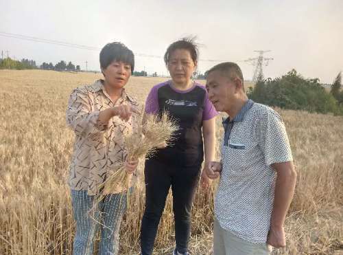 据执法人员说,郝桥镇书记张立坤,镇长侯金波亲自挂帅,亲临麦田督导,并